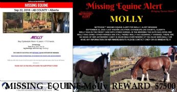 MISSING EQUINE-Molly REWARD $7500 - RECOVERED 12/24/18 Near EVANSBURG, Alberta, T0E 0T0